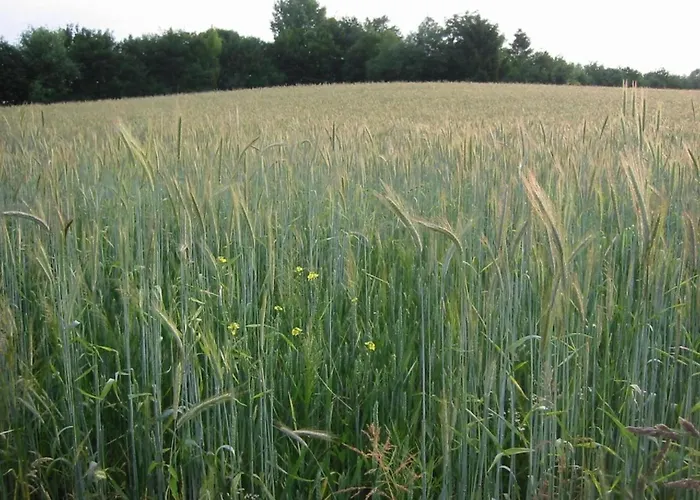 Holiday home In Near Bemelerberg Reserve Bemelen